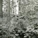 Vencavų piliakalnis. J. Nemanio nuotrauka, 1982 m.