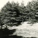 Antaniškių piliakalnis. J. Nemanio nuotrauka, 1975 m.
