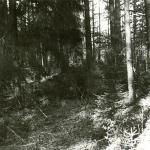 Bielkaučiznos piliakalnis. J. Nemanio nuotrauka, 1978 m.