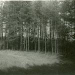 Lygalaukių senkapis. J. Nemanio nuotrauka, 1986 m.