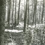 Galminių pilkapiai II. J. Nemanio nuotrauka, 1981 m.