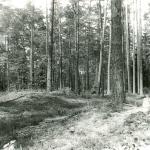 Kavoliškių pilkapiai. J. Nemanio nuotrauka, 1983 m.