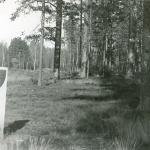Avinuostos pilkapiai II. J. Nemanio nuotrauka, 1978 m.