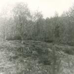 Vyželių pilkapynas. J. Nemanio nuotrauka, 1984 m.