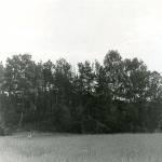 Riškonių senkapis. J. Nemanio nuotrauka, 1972 m.