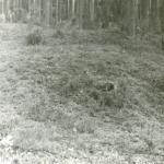 Rūsteikių pilkapiai. J. Nemanio nuotrauka, 1978 m.