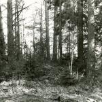 Apkartų pilkapiai. J. Nemanio nuotrauka, 1981 m.